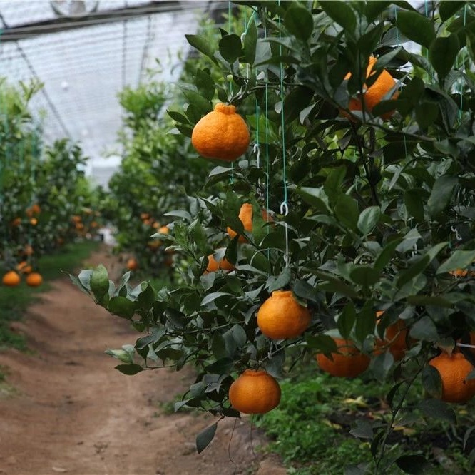 “南果北种”的丑橘，开辟了农业种植新思路！